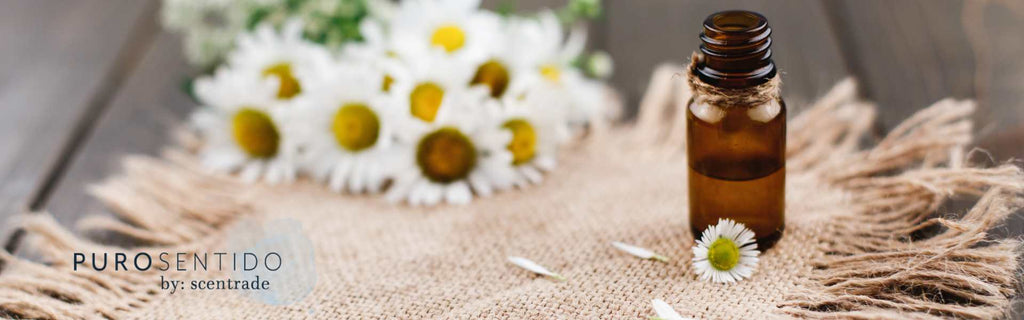 Beneficios del aceite esencial de manzanilla para la salud