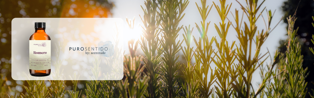 Aceite esencial de romero, propiedades y beneficios